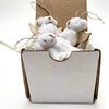 box of 3 bears