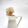 dish scrub brush