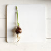 paperwhite gift set