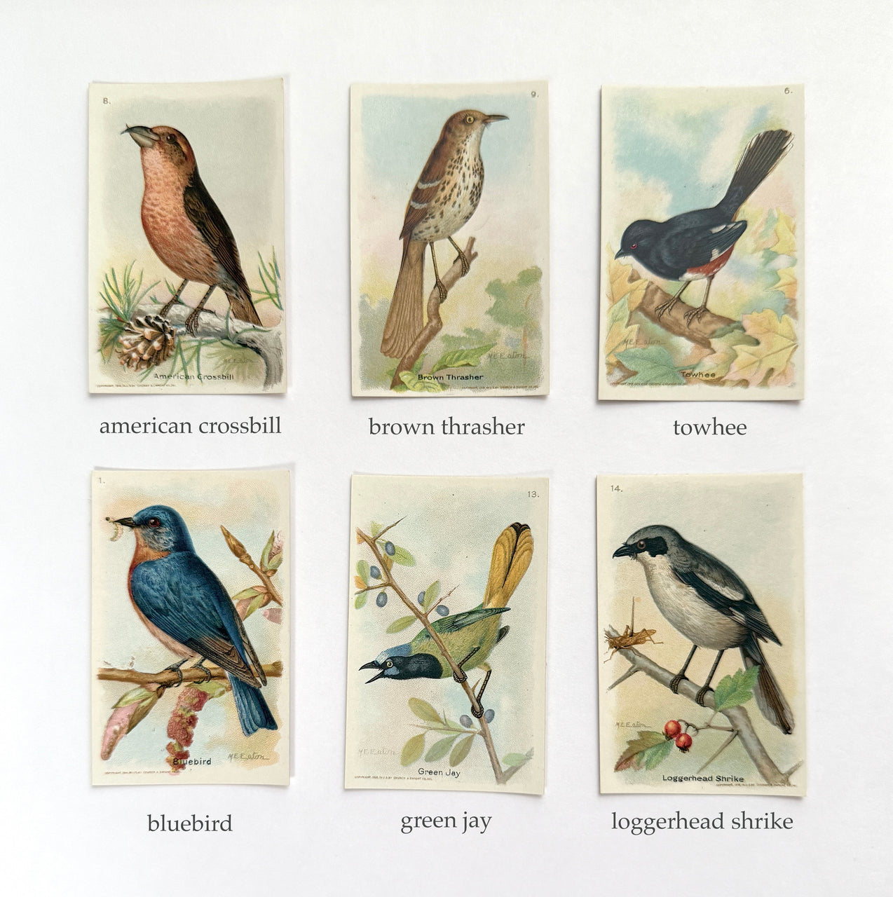 bird card framed piece