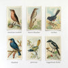 bird card framed piece